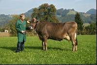 Braunvieh Weide 6