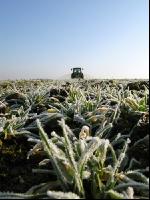 Gerste Gülle Frost 7