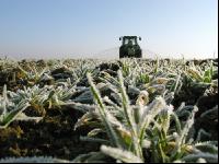 Gerste Gülle Frost 8