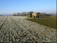 Gerste Gülle Frost 6