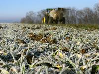 Gerste Gülle Frost 4