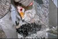Gänse schlachten 7