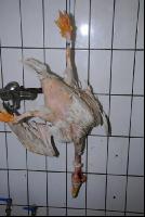 Gänse schlachten 8