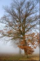 Baum Herbst 5