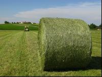 Haybales 2