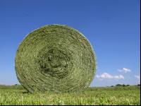 Haybales 4