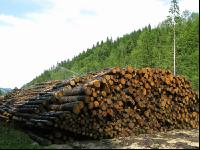Holz Nasslager 1