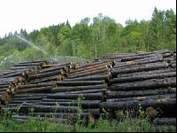 Holz Nasslager 2