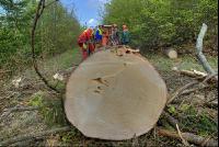 Holzbringung 17