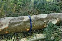 Holzbringung 11