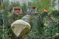 Holzbringung 9