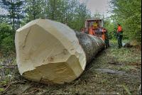 Holzbringung 8