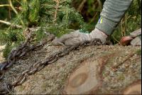 Holzbringung 25