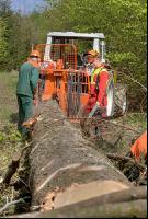 Holzbringung 19