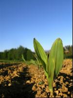 Mais 2 Blatt 9