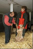 Schaf Klauenpflege 1