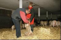 Schaf Klauenpflege 2