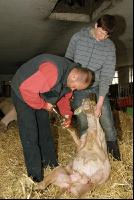 Schaf Klauenpflege 6