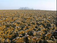 Schwarzbrache Frost 1
