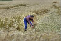 Triticale Lagerfrucht 1