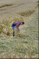 Triticale Lagerfrucht 2