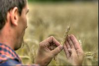 Triticale teigreif 1