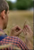 Triticale teigreif 2