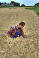 Triticale teigreif 3