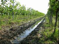 Wein Hochwasser 8