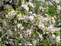 Apfel Blüte 5