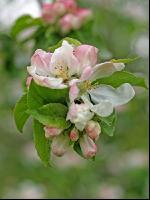 Apfel Blüte 4