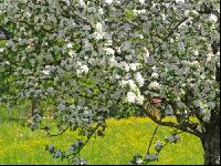 Apfel Blüte 3