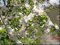 Apfel Blüte 2