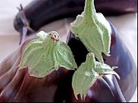 Aubergine 12