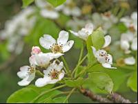 Birne Blüte 17