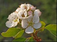 Birne Blüte 18