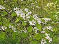 Birne Blüte 19