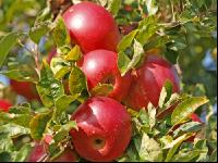 Gala Apfel 8