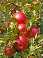 Gala Apfel 7