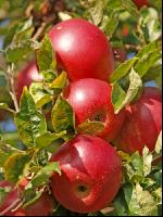 Gala Apfel 6