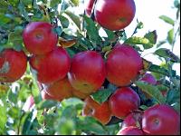Gala Apfel 5