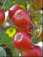 Gala Apfel 4