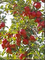 Gala Apfel 3