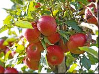 Gala Apfel 2