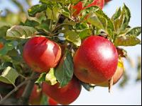 Gala Apfel 1