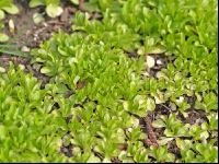 Feldsalat 6