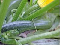 Zucchini 9