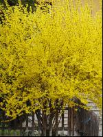 Forsythie 3