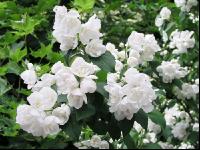 Falscher Jasmin 2