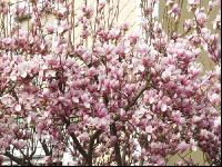 Magnolie 4
